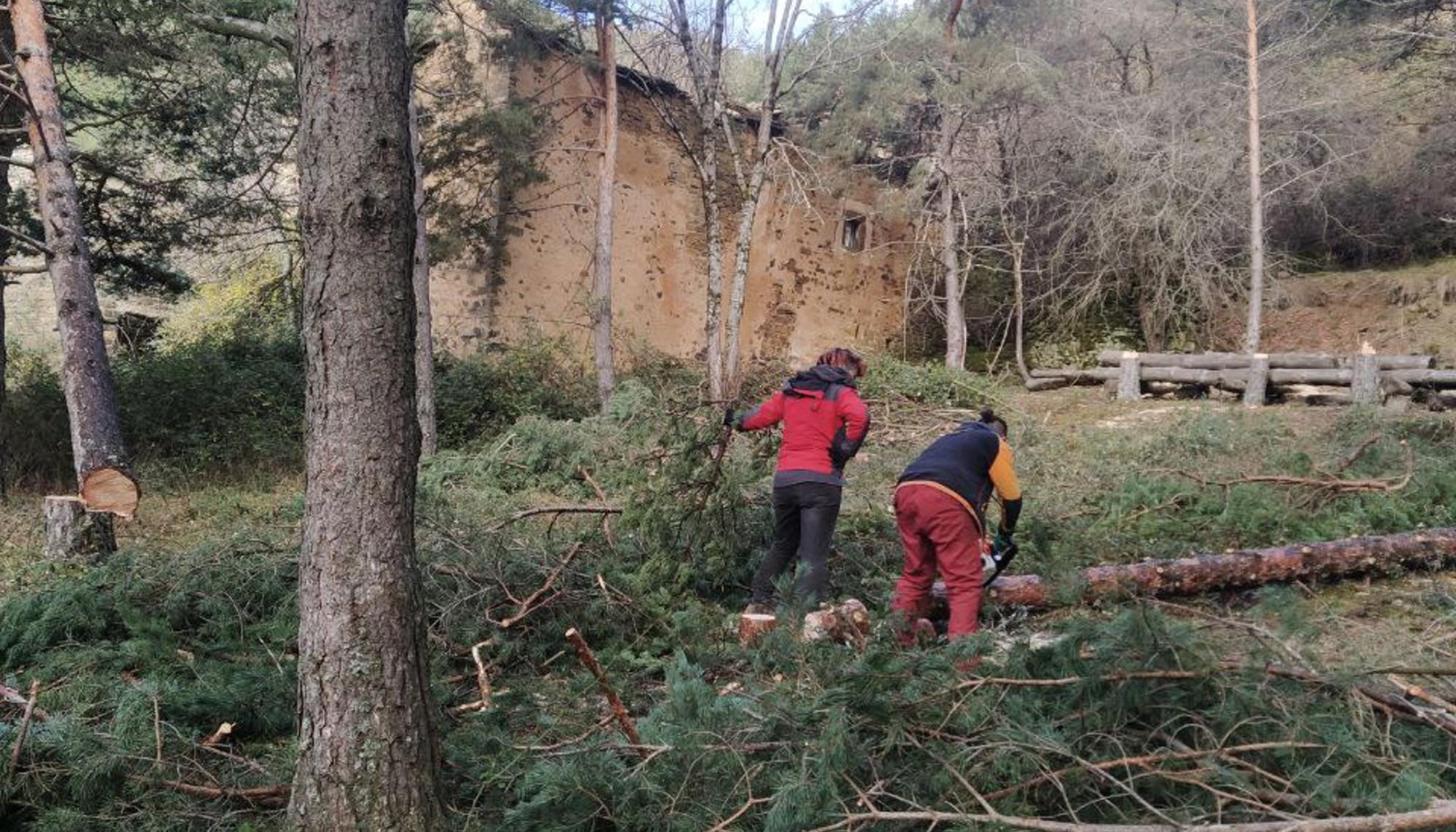 Preparando leña para el invierno.